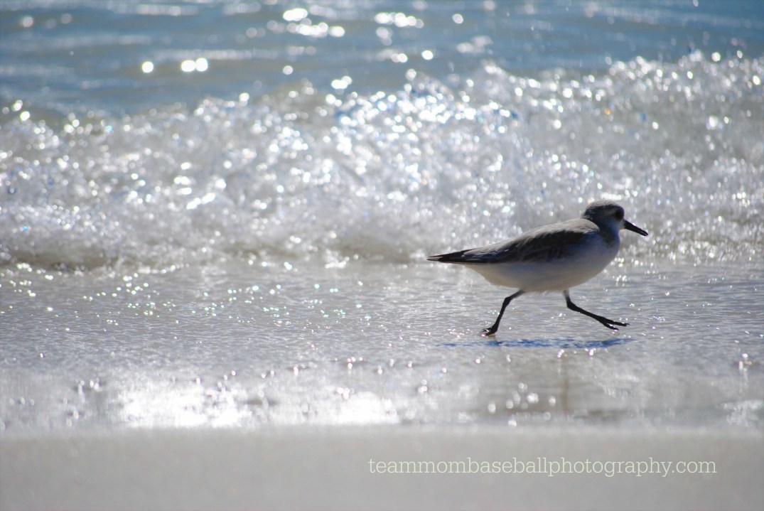 littlebirdinthewaves