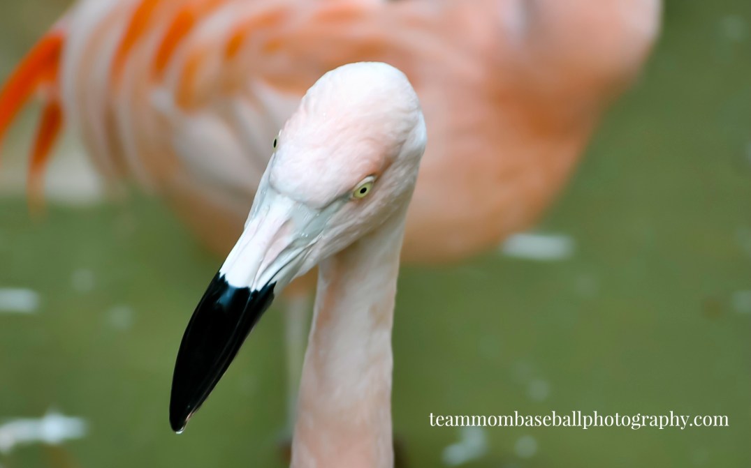 flamingo-watermark