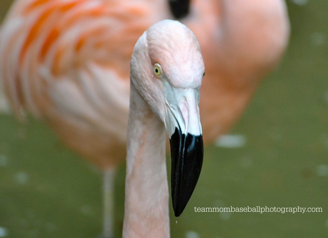 flamingo2watermark