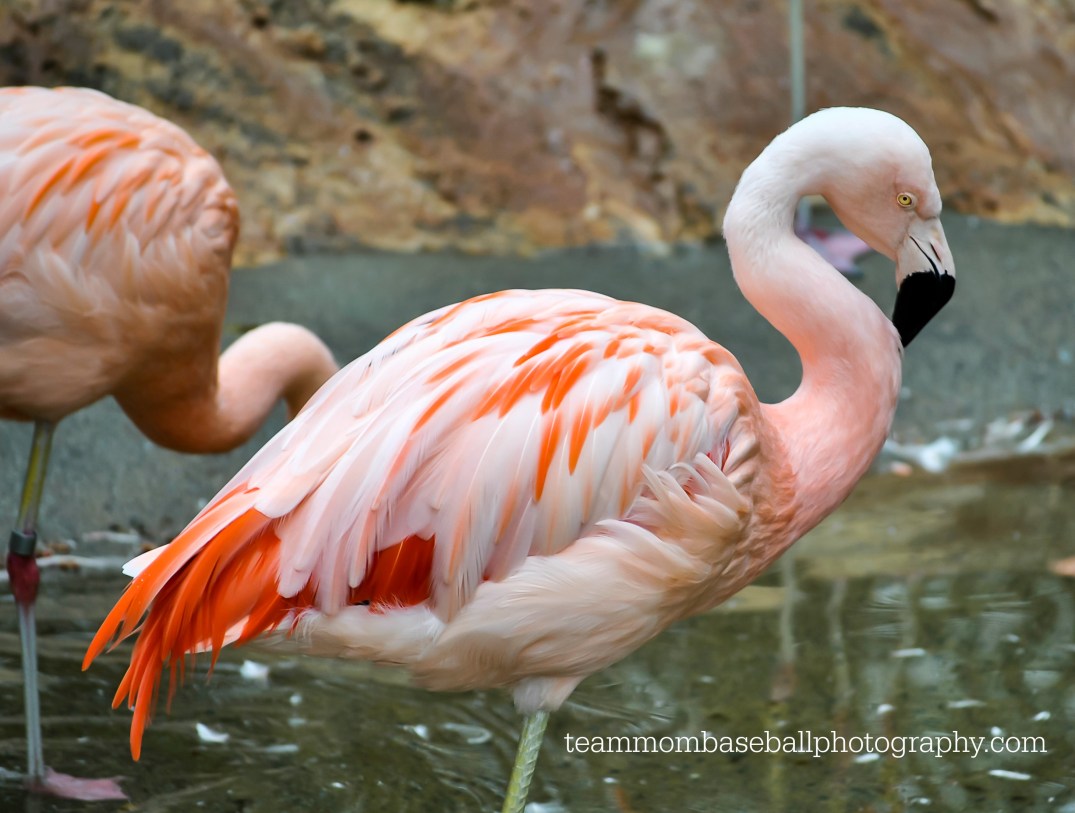 fullflamingowatermark