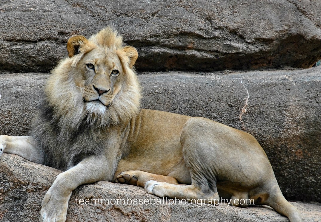 lion2watermark