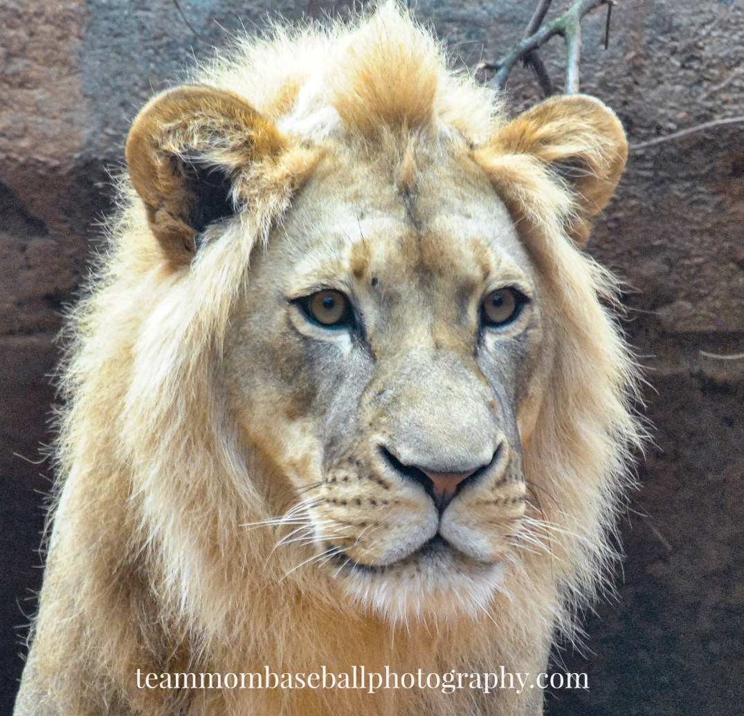 lioncloseupwatermark