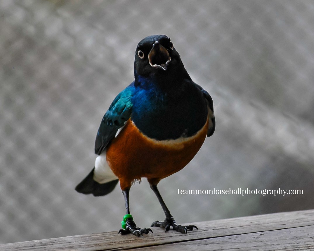 singing-bird-watermark