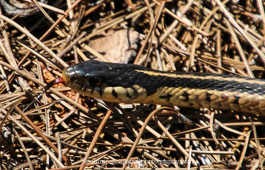 DSC_0311 (2) watermark