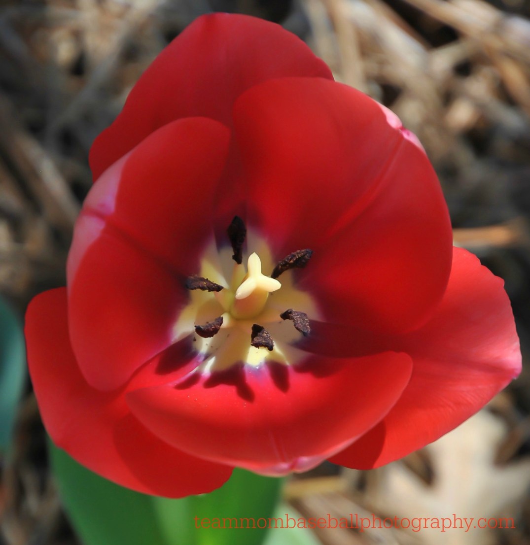 DSC_0338 (2) close up