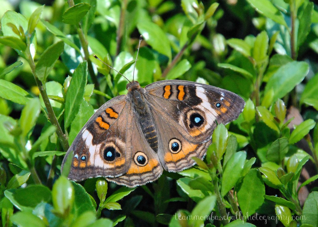 DSC_0369 Watermark.jpg