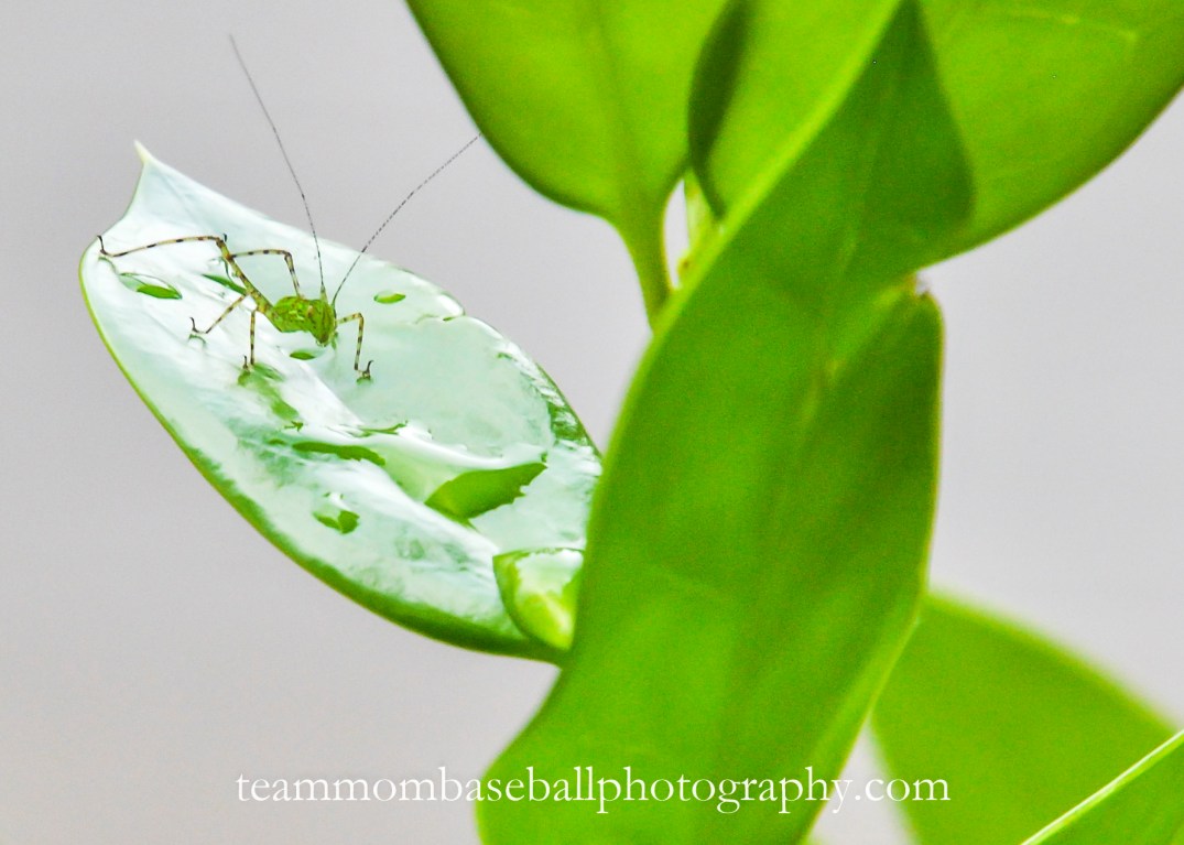 Experimental Outdoors-3