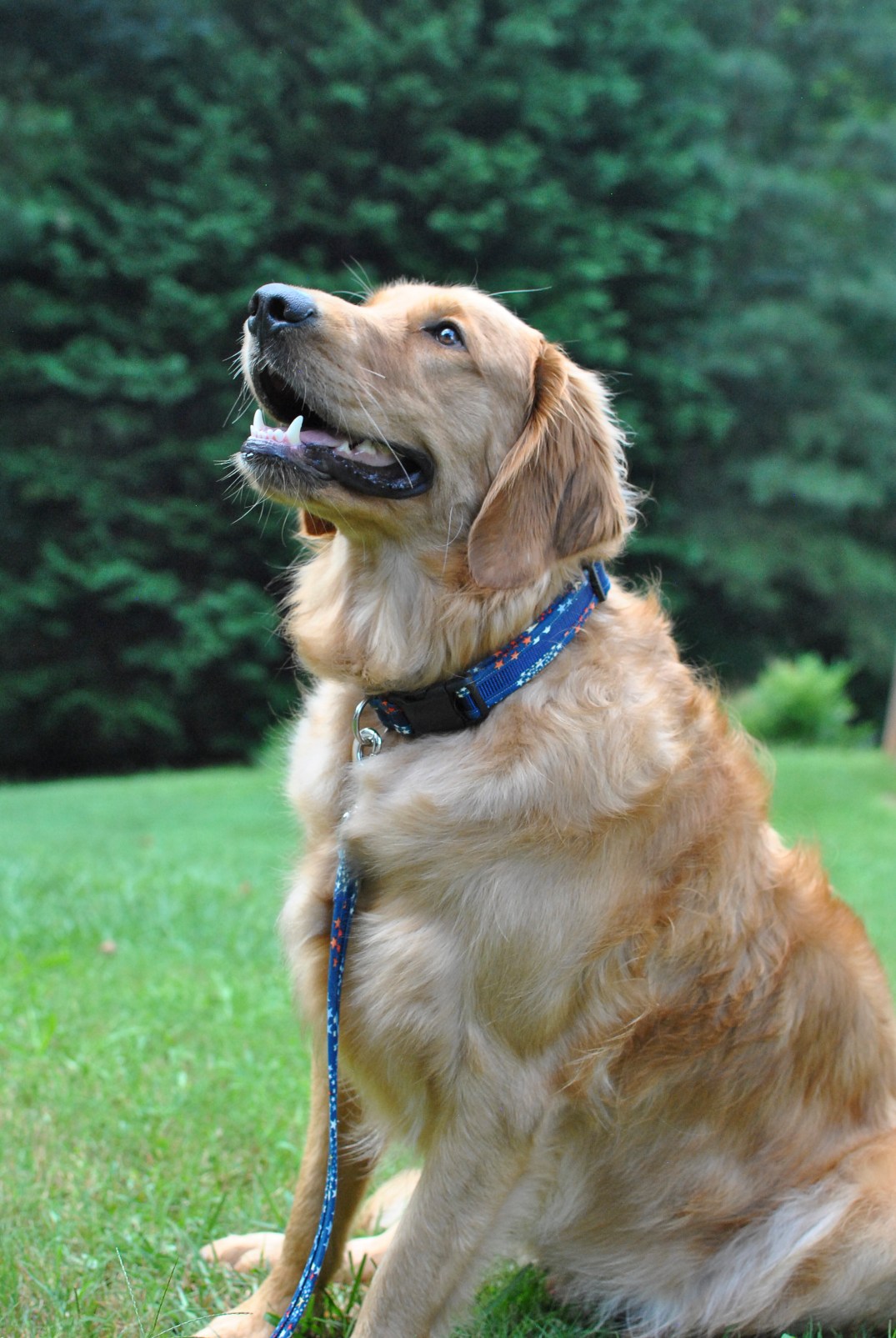 Sammy Collar-Leash-8