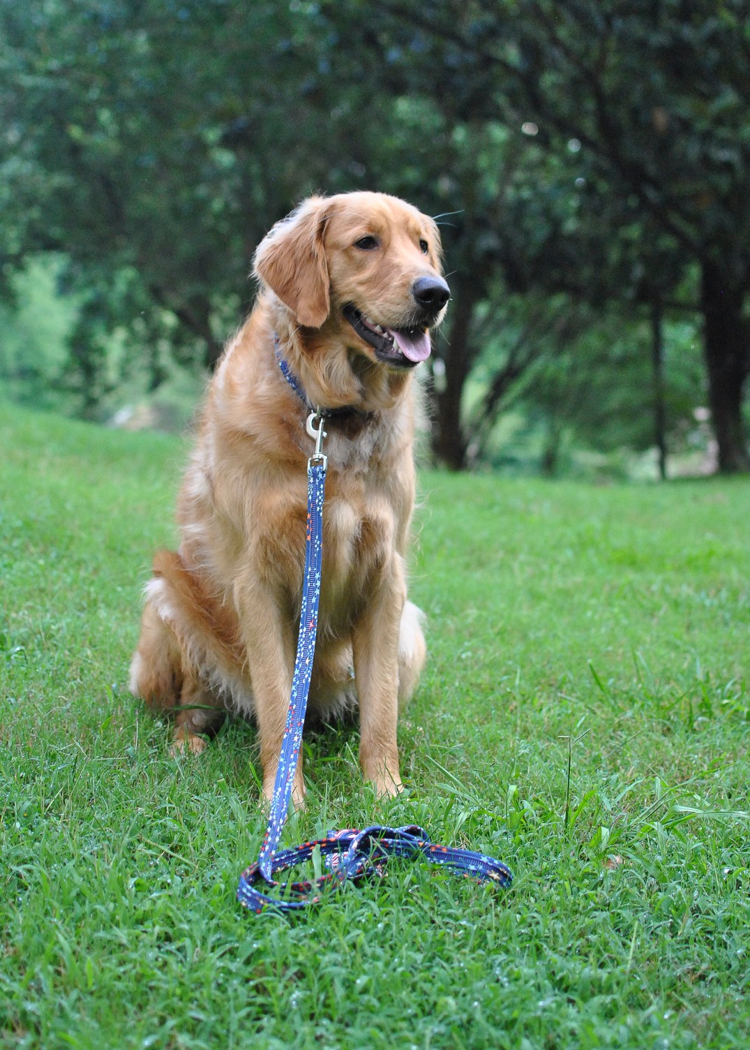 Sammy Collar-Leash-9