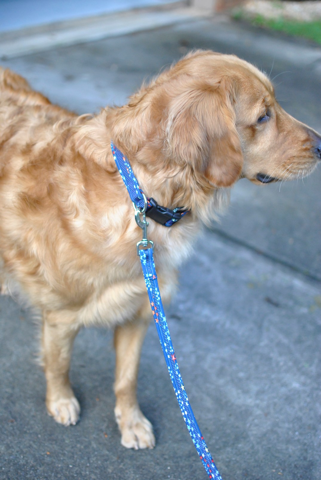 Sammy Collar-Leash