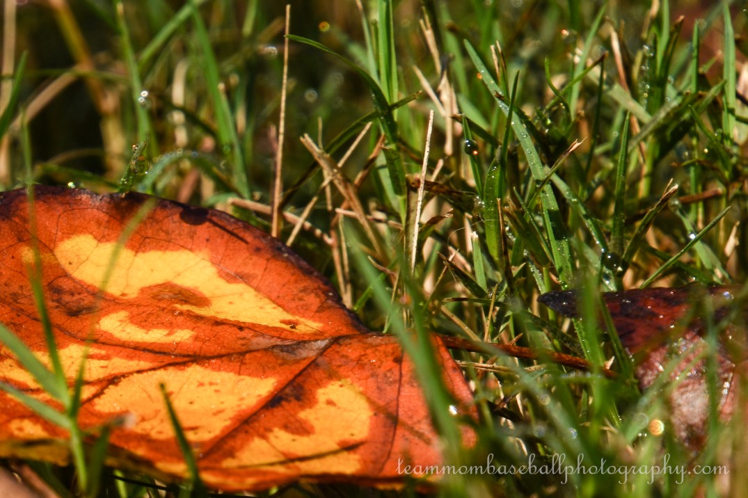 Fall Leaves-4
