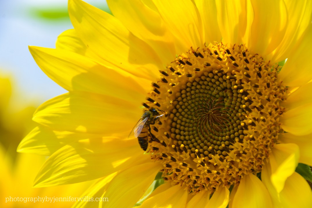 Sunflower2018-2070WM