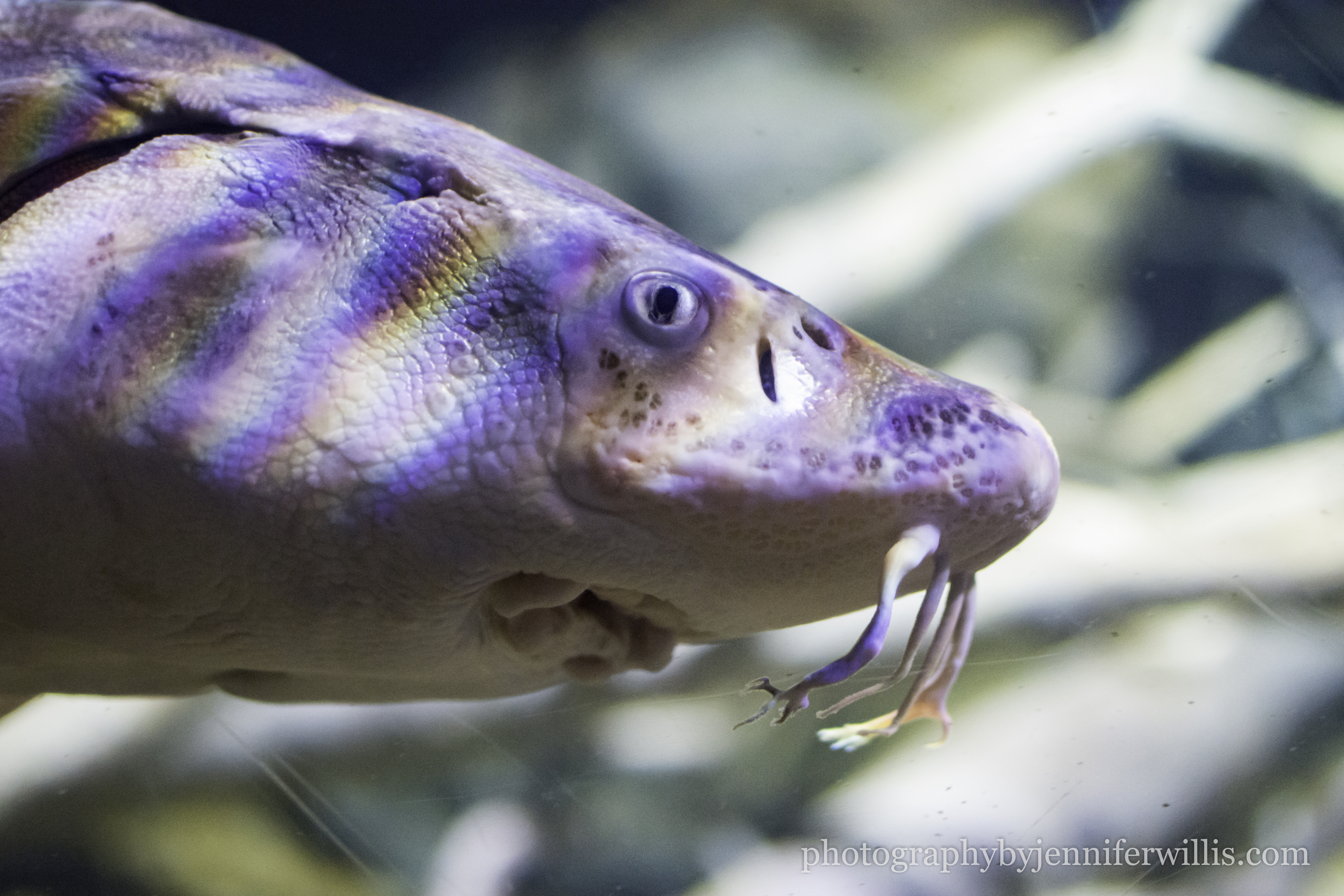 Tennessee Aquarium w Georgia WM-10