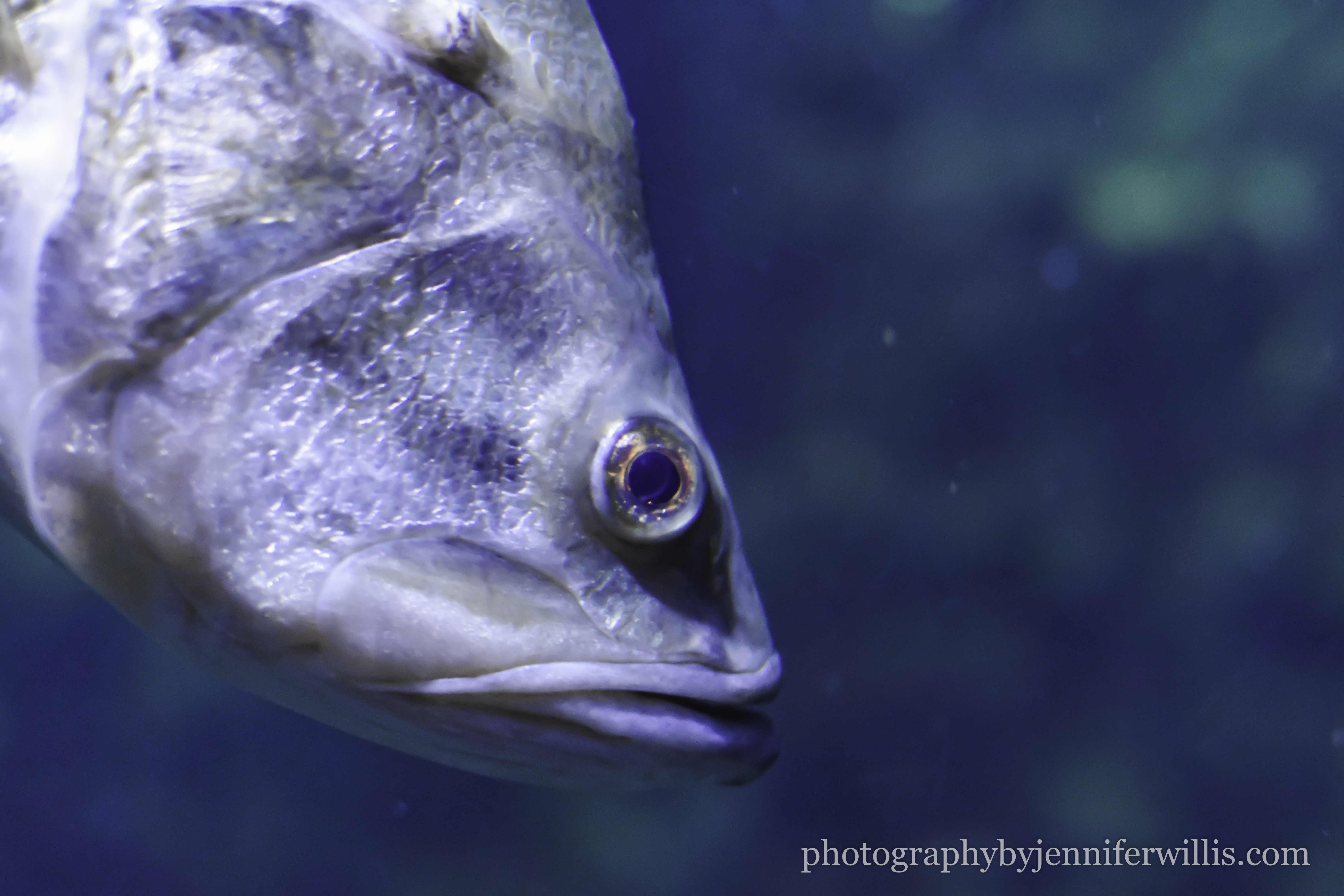 Tennessee Aquarium w Georgia WM-11