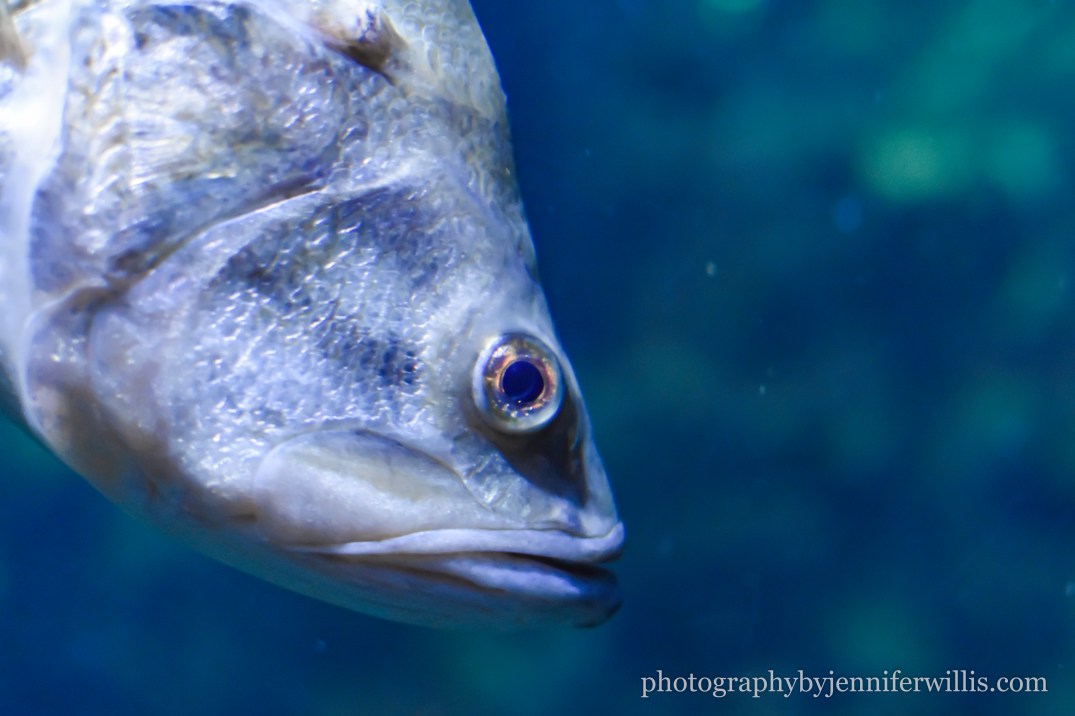 Tennessee Aquarium w Georgia WM-11