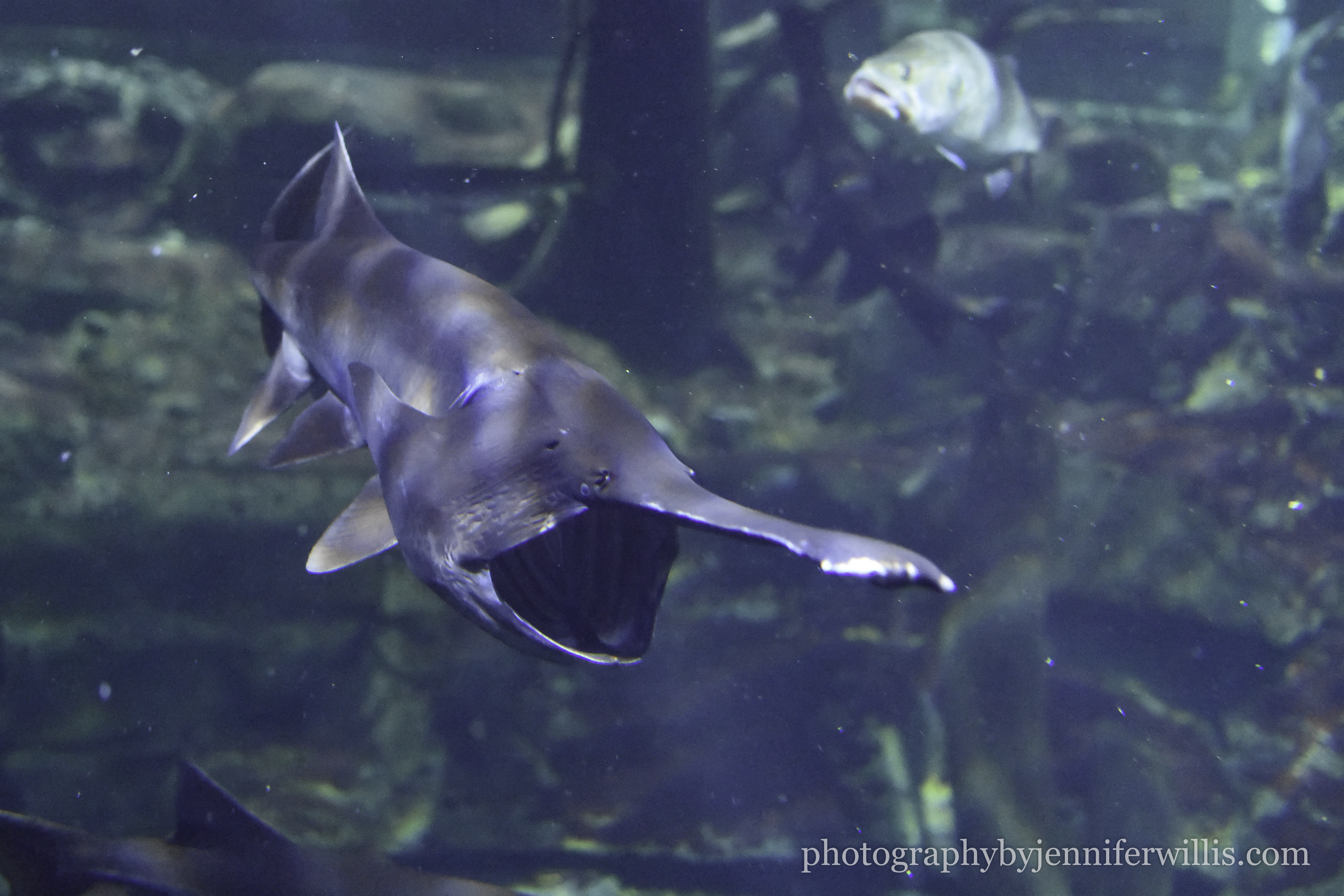 Tennessee Aquarium w Georgia WM-12