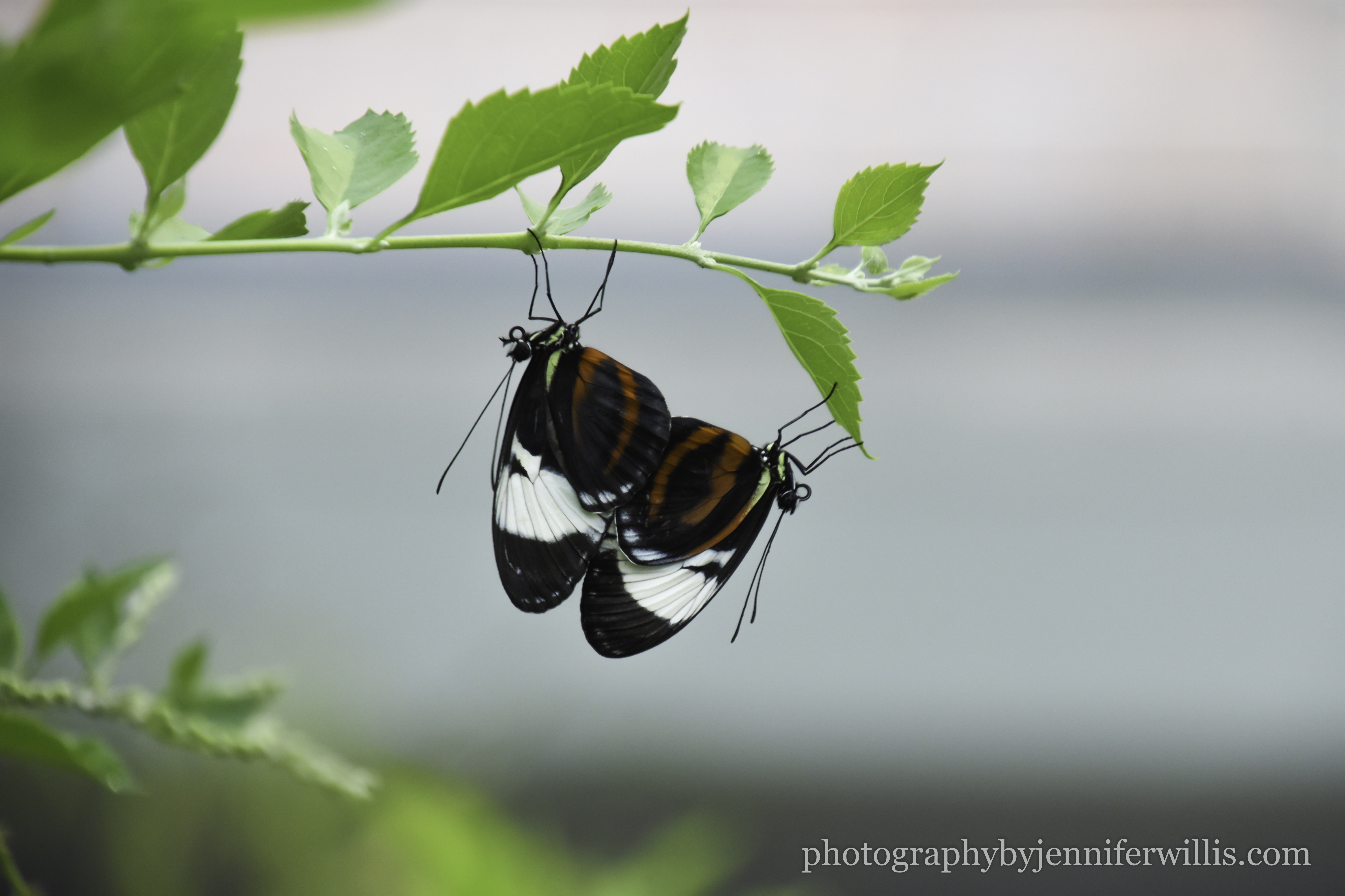 Tennessee Aquarium w Georgia WM-14