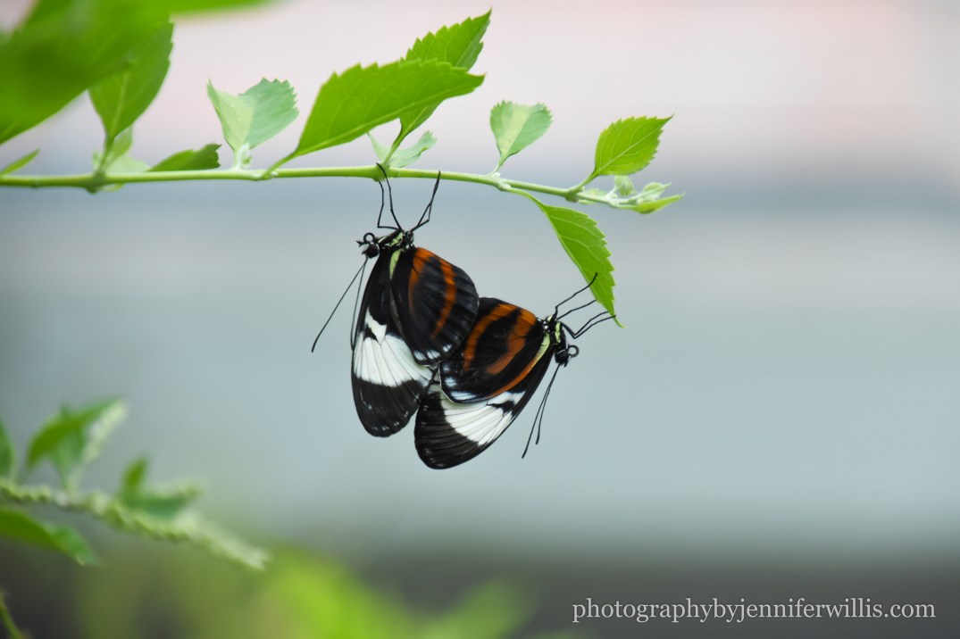 Tennessee Aquarium w Georgia WM-14