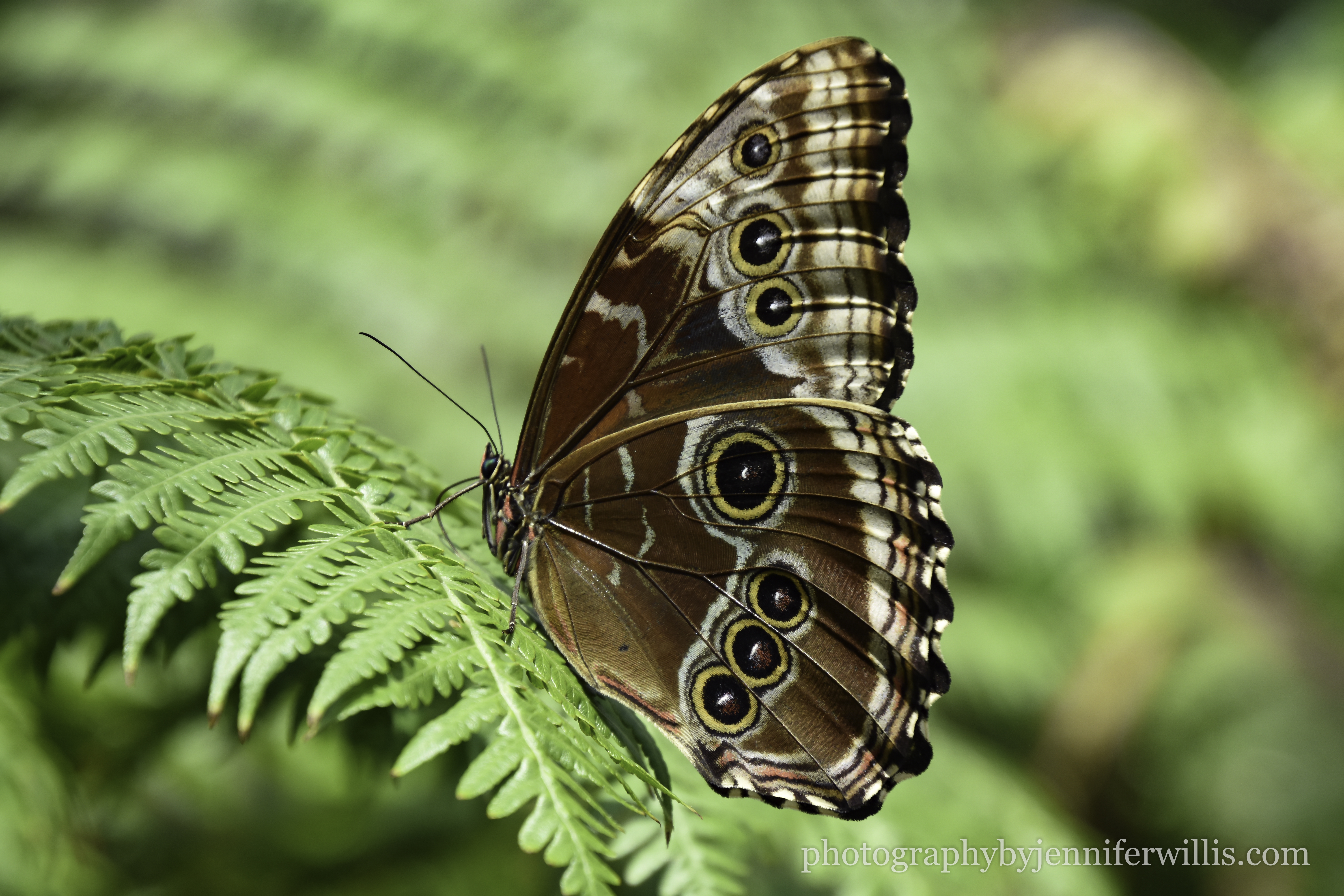Tennessee Aquarium w Georgia WM-15