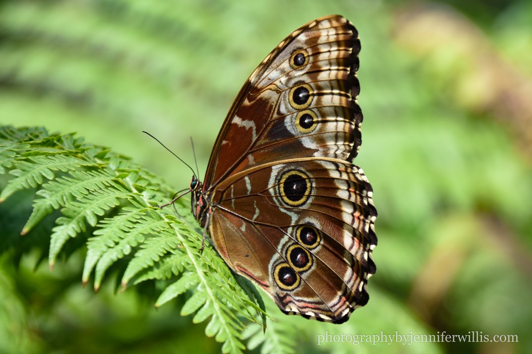 Tennessee Aquarium w Georgia WM-15