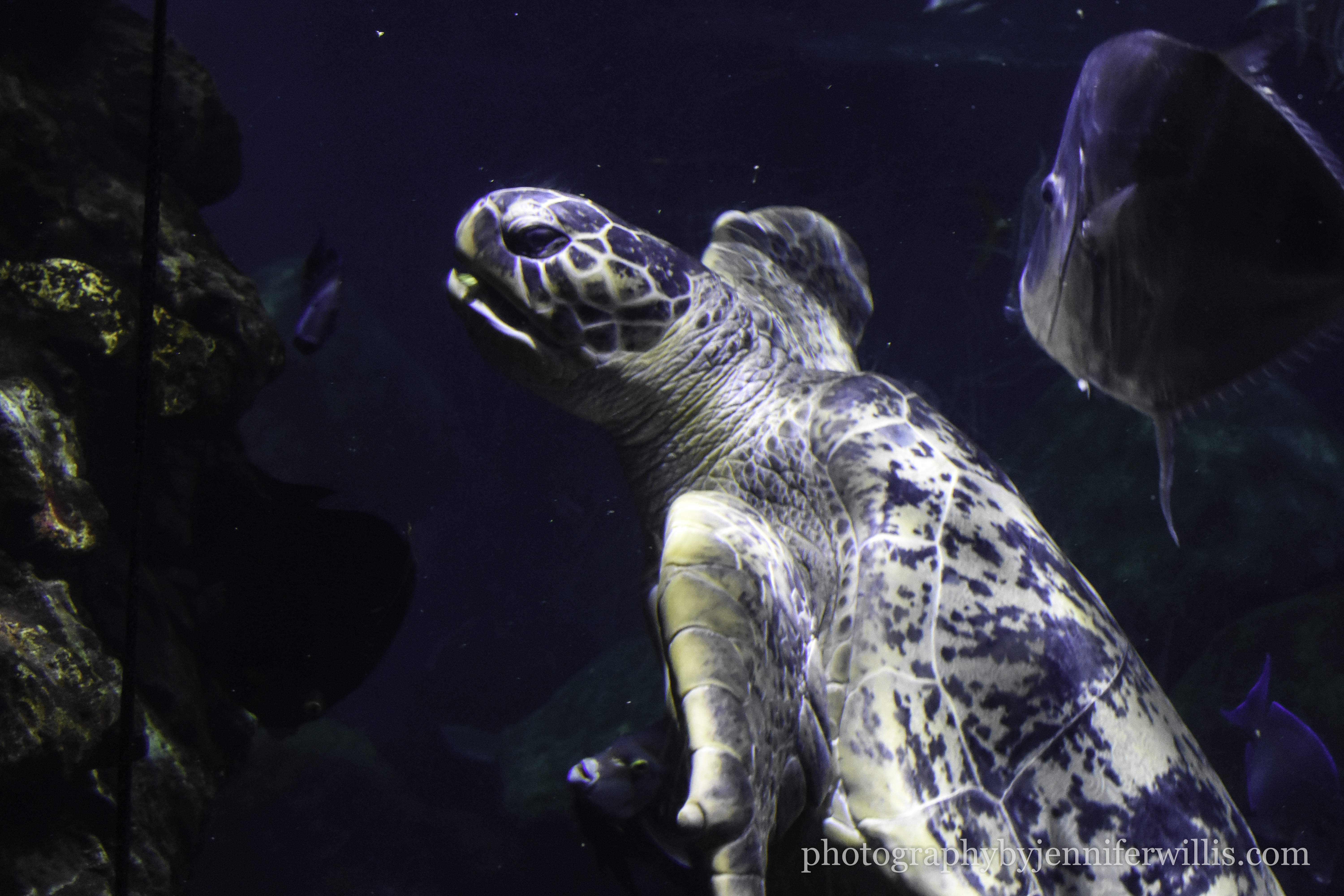 Tennessee Aquarium w Georgia WM-16