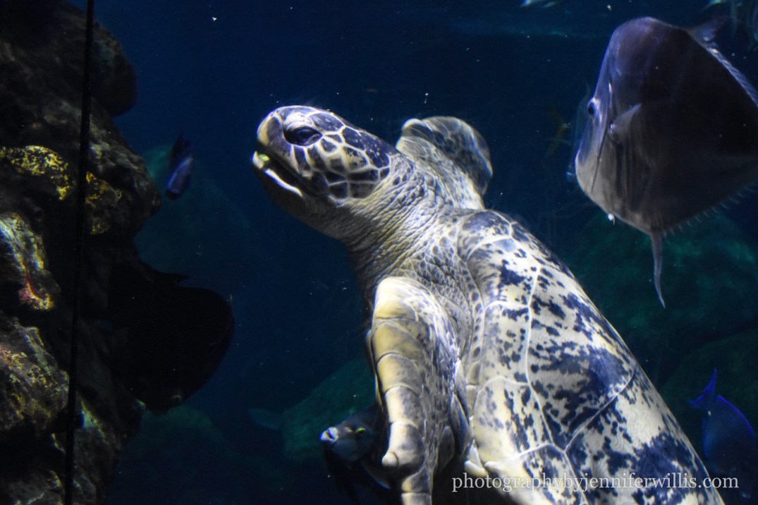 Tennessee Aquarium w Georgia WM-16