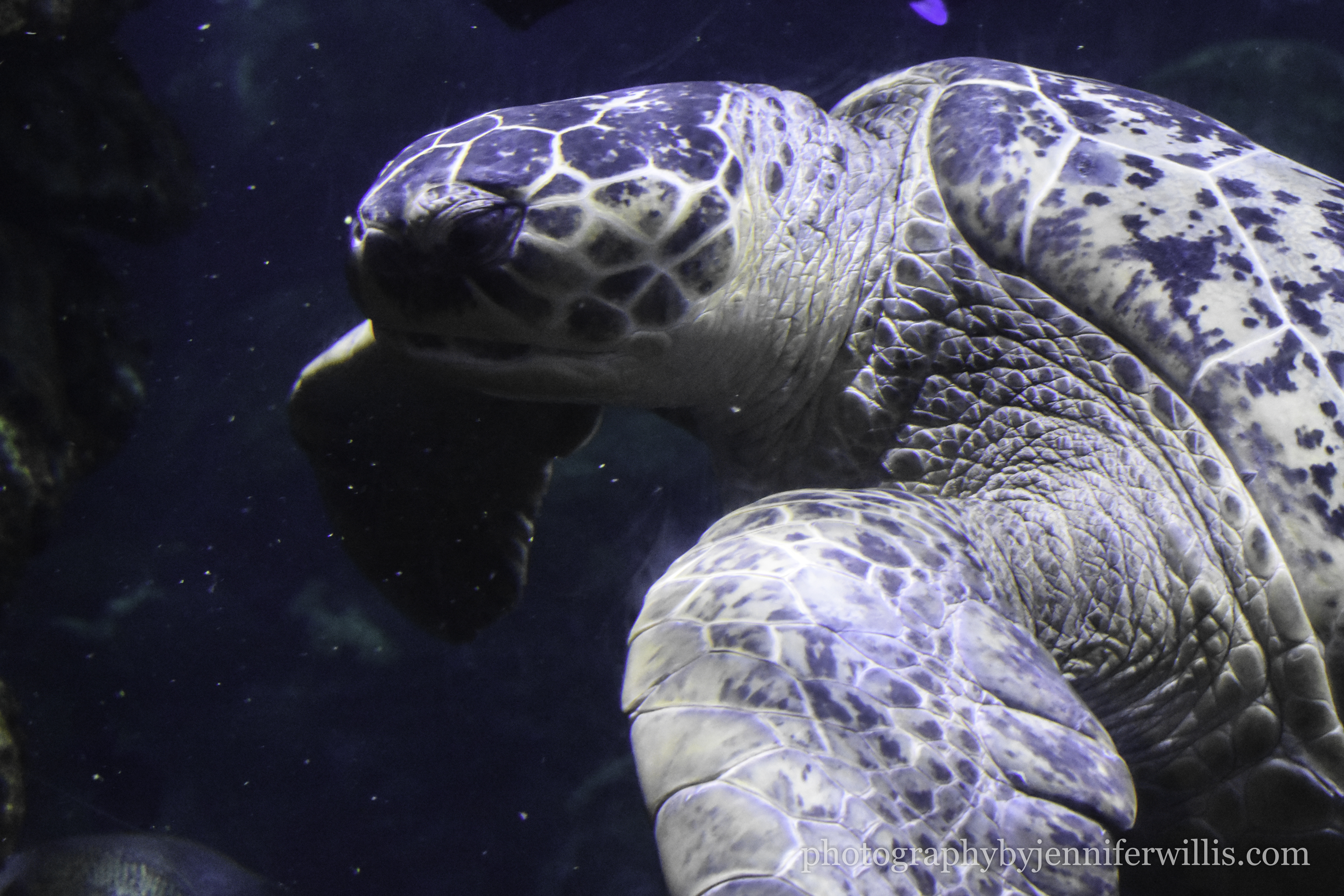 Tennessee Aquarium w Georgia WM-17