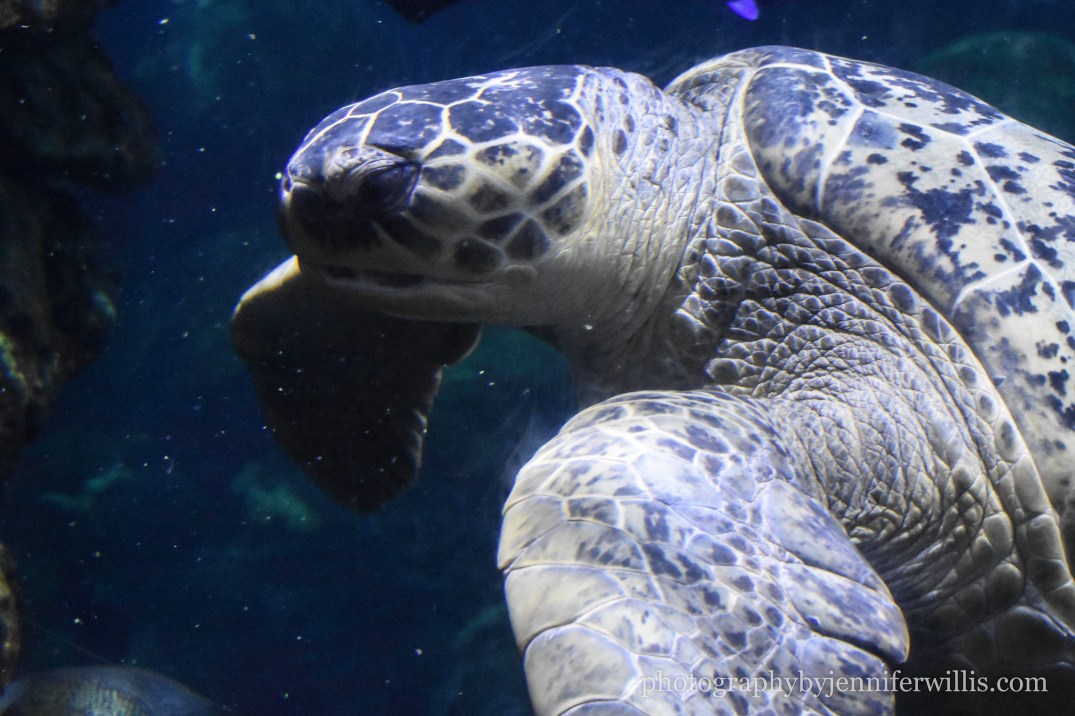 Tennessee Aquarium w Georgia WM-17