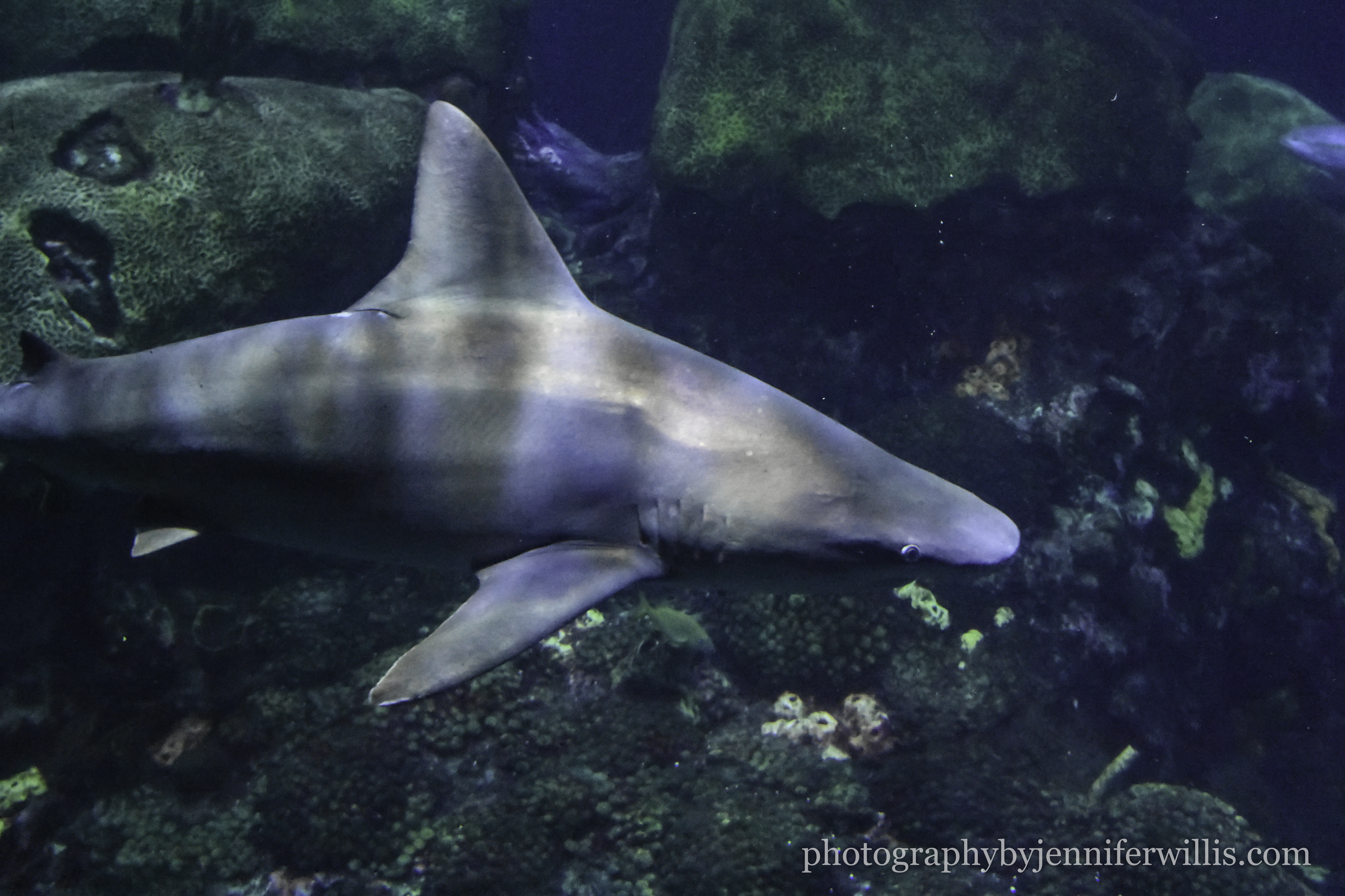 Tennessee Aquarium w Georgia WM-18
