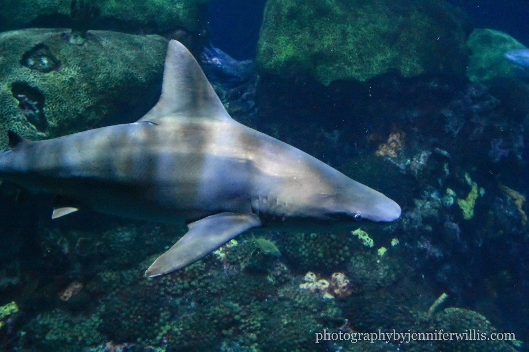 Tennessee Aquarium w Georgia WM-18