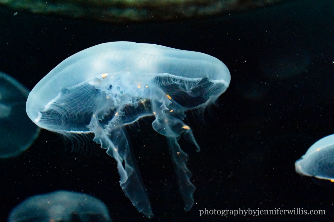 Tennessee Aquarium w Georgia WM-19