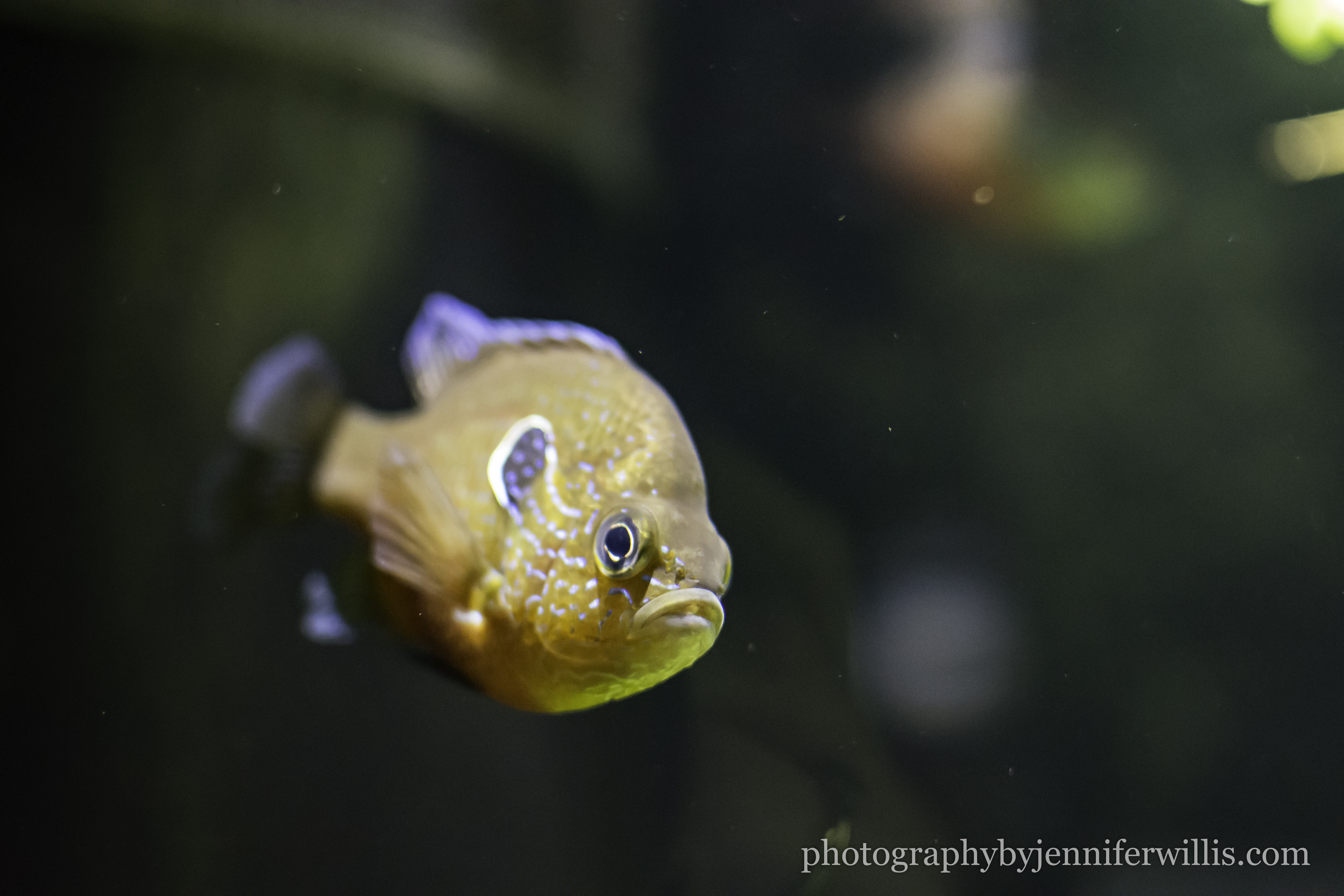Tennessee Aquarium w Georgia WM-2
