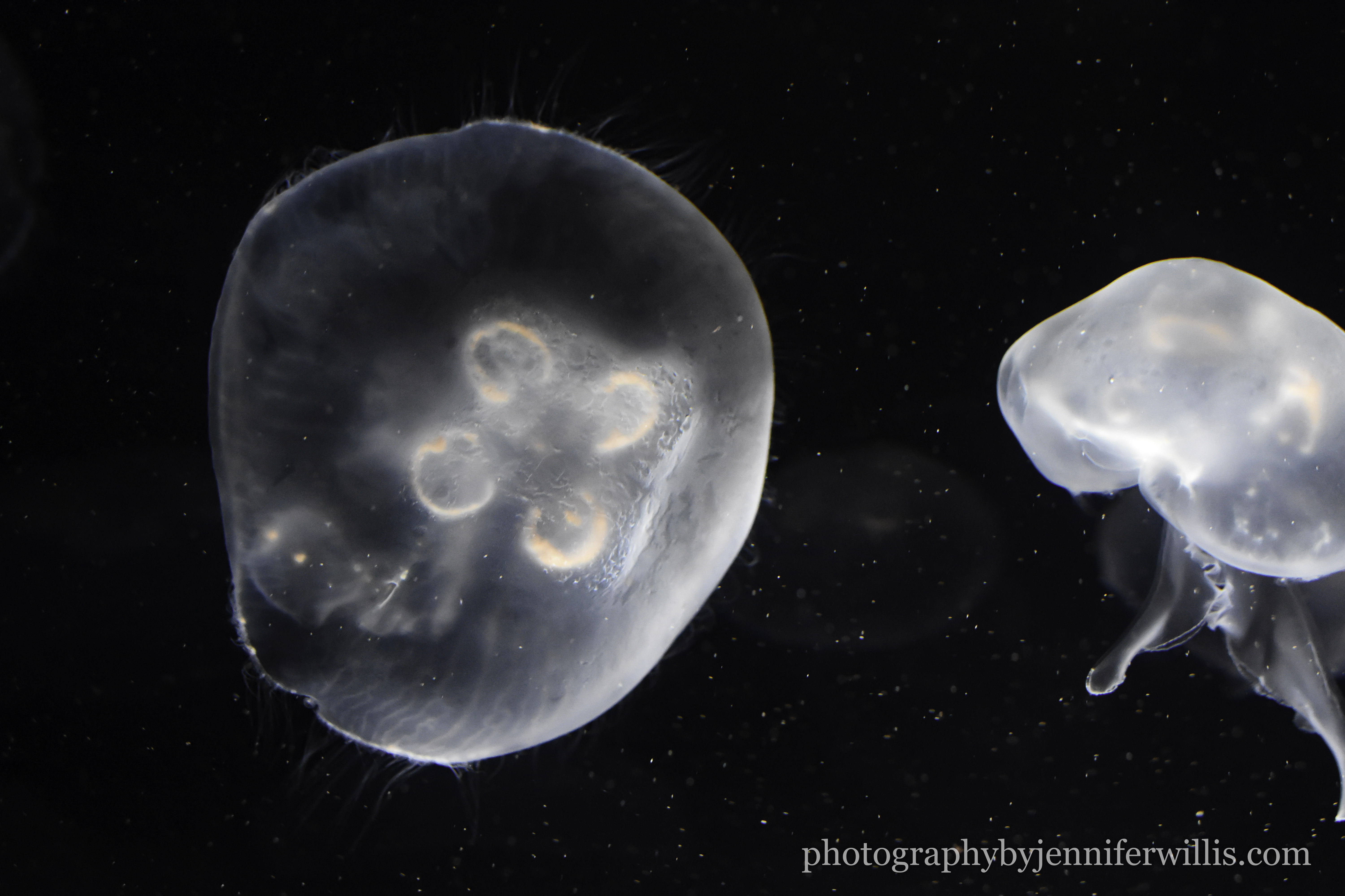 Tennessee Aquarium w Georgia WM-20