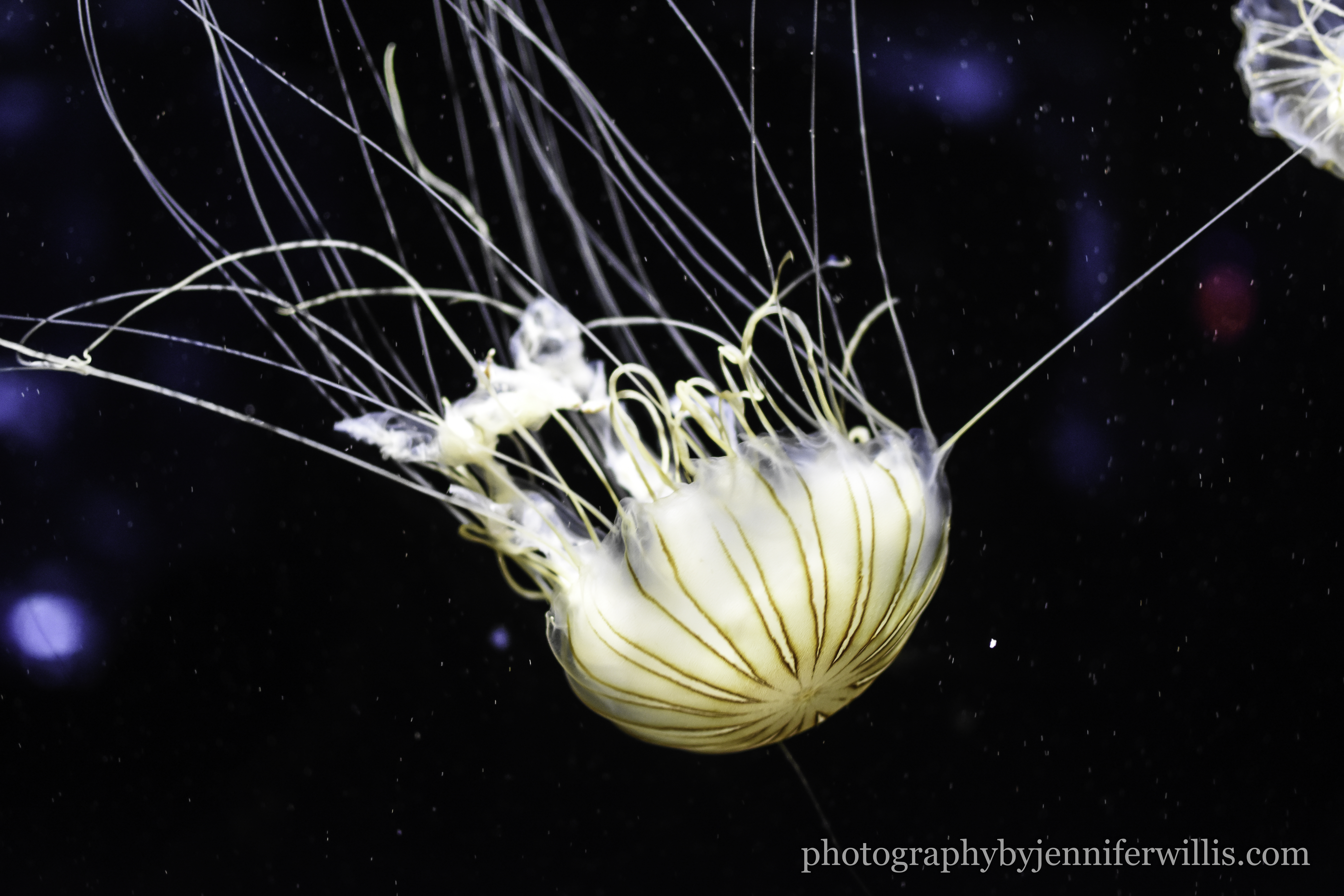 Tennessee Aquarium w Georgia WM-21