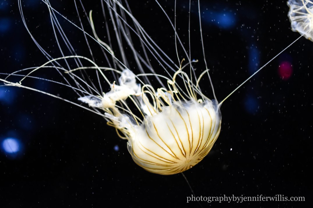 Tennessee Aquarium w Georgia WM-21