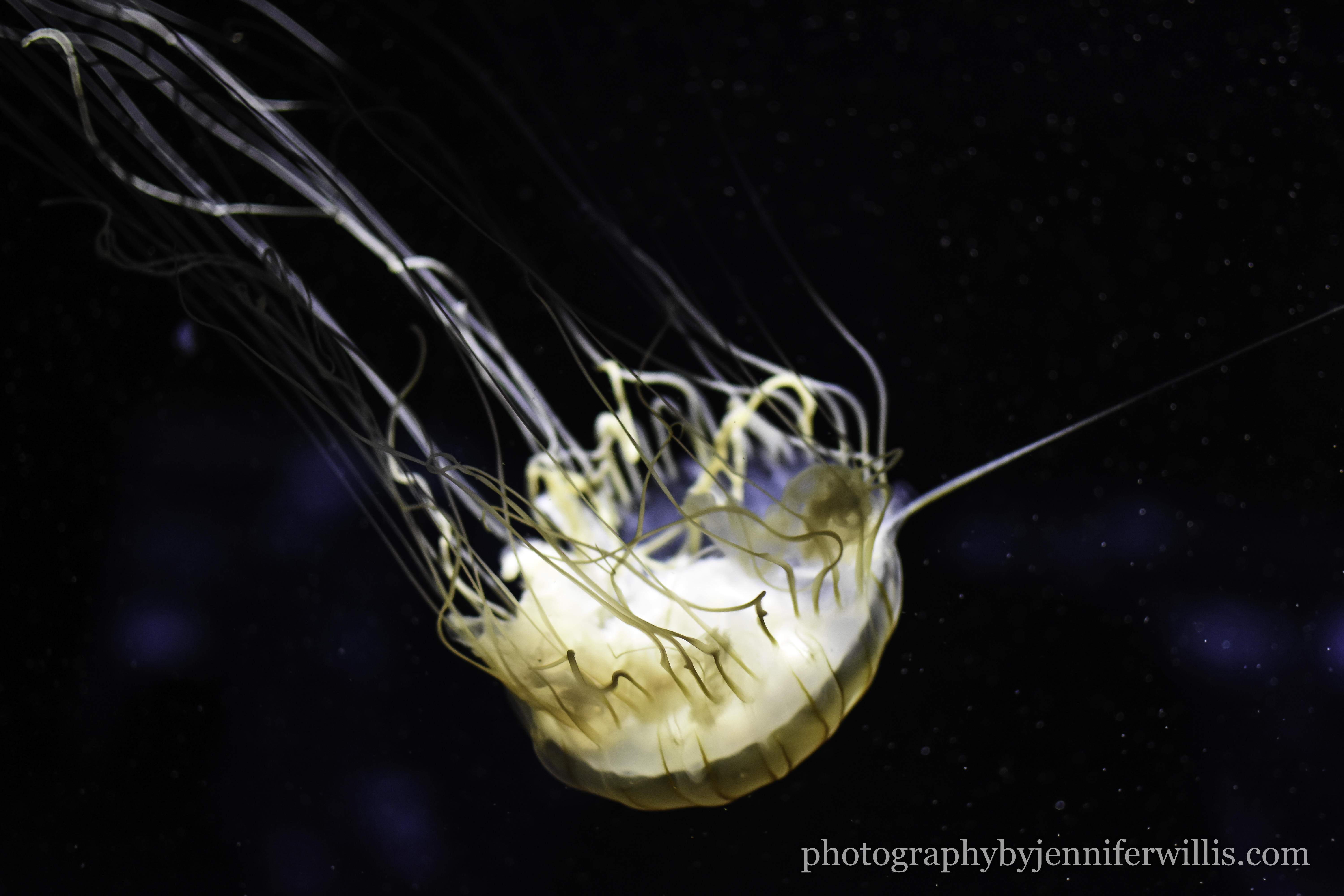 Tennessee Aquarium w Georgia WM-22