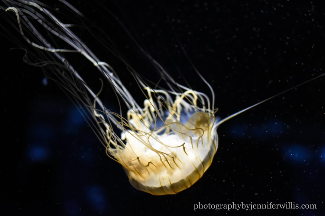 Tennessee Aquarium w Georgia WM-22