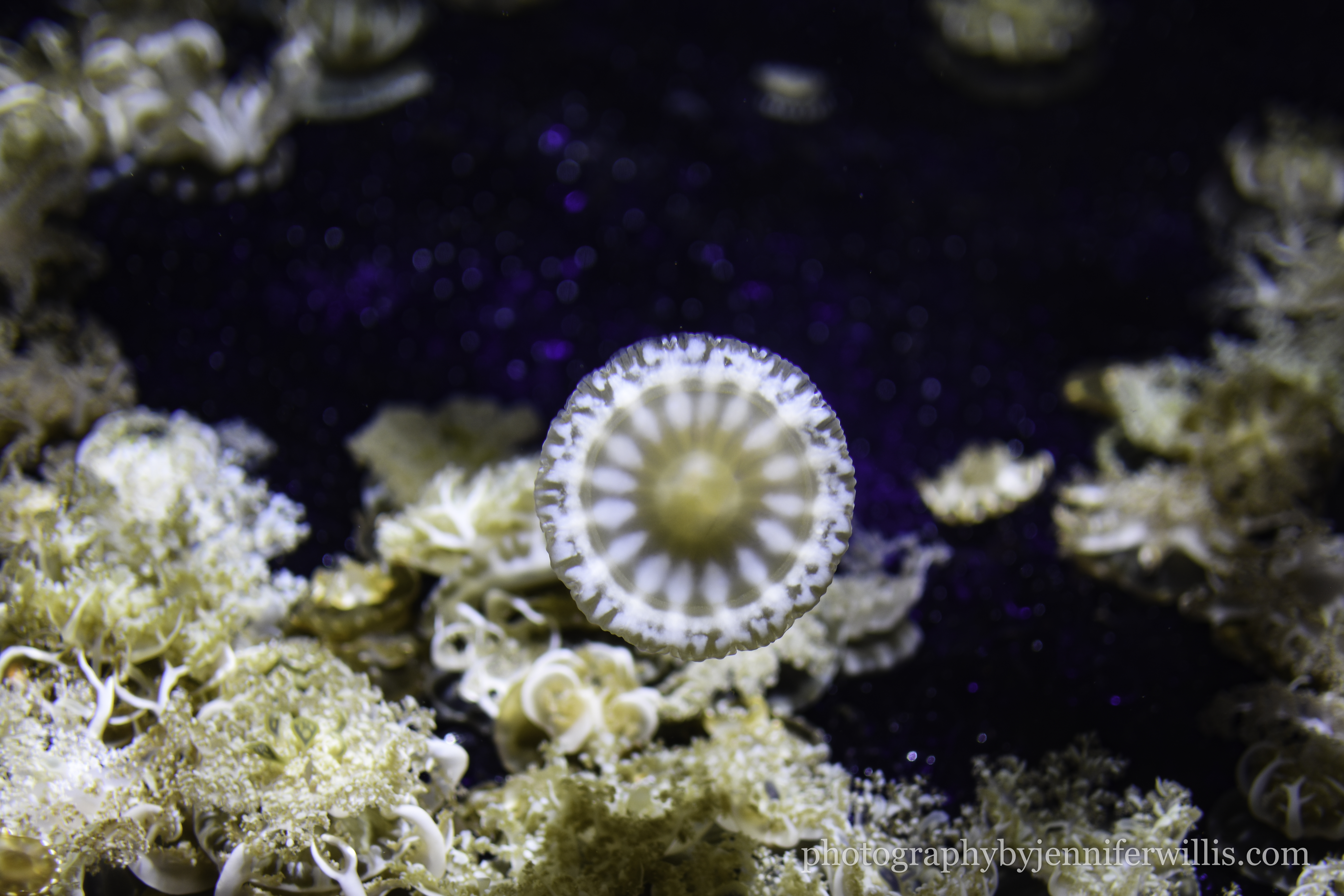 Tennessee Aquarium w Georgia WM-23