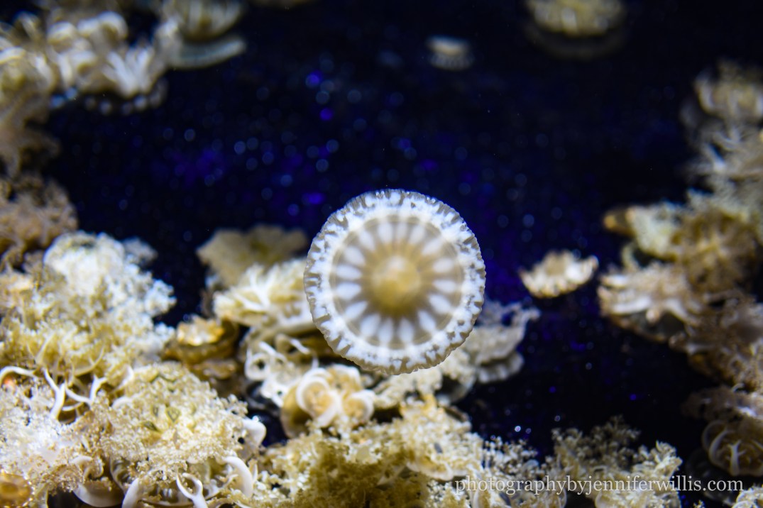 Tennessee Aquarium w Georgia WM-23