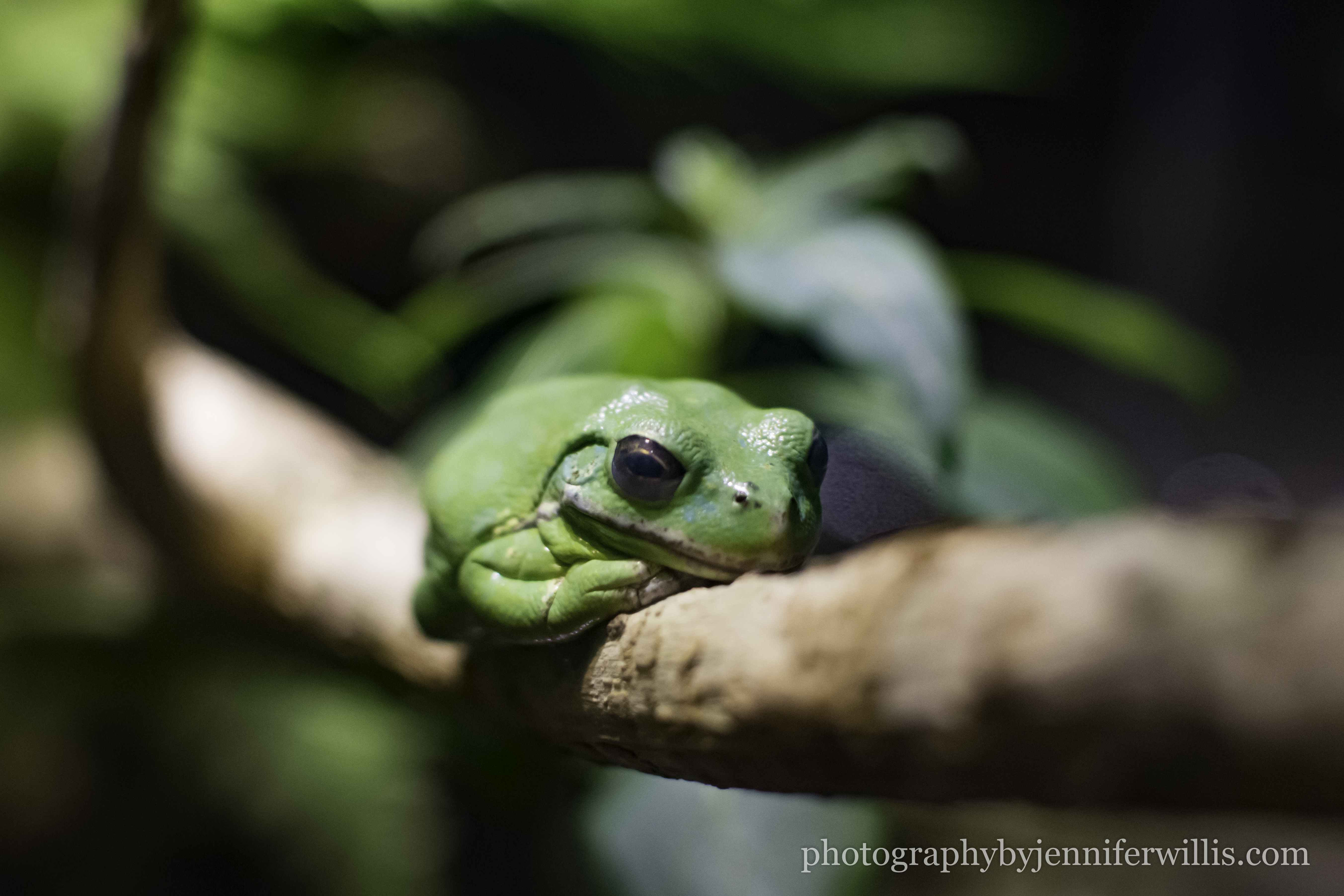 Tennessee Aquarium w Georgia WM-3
