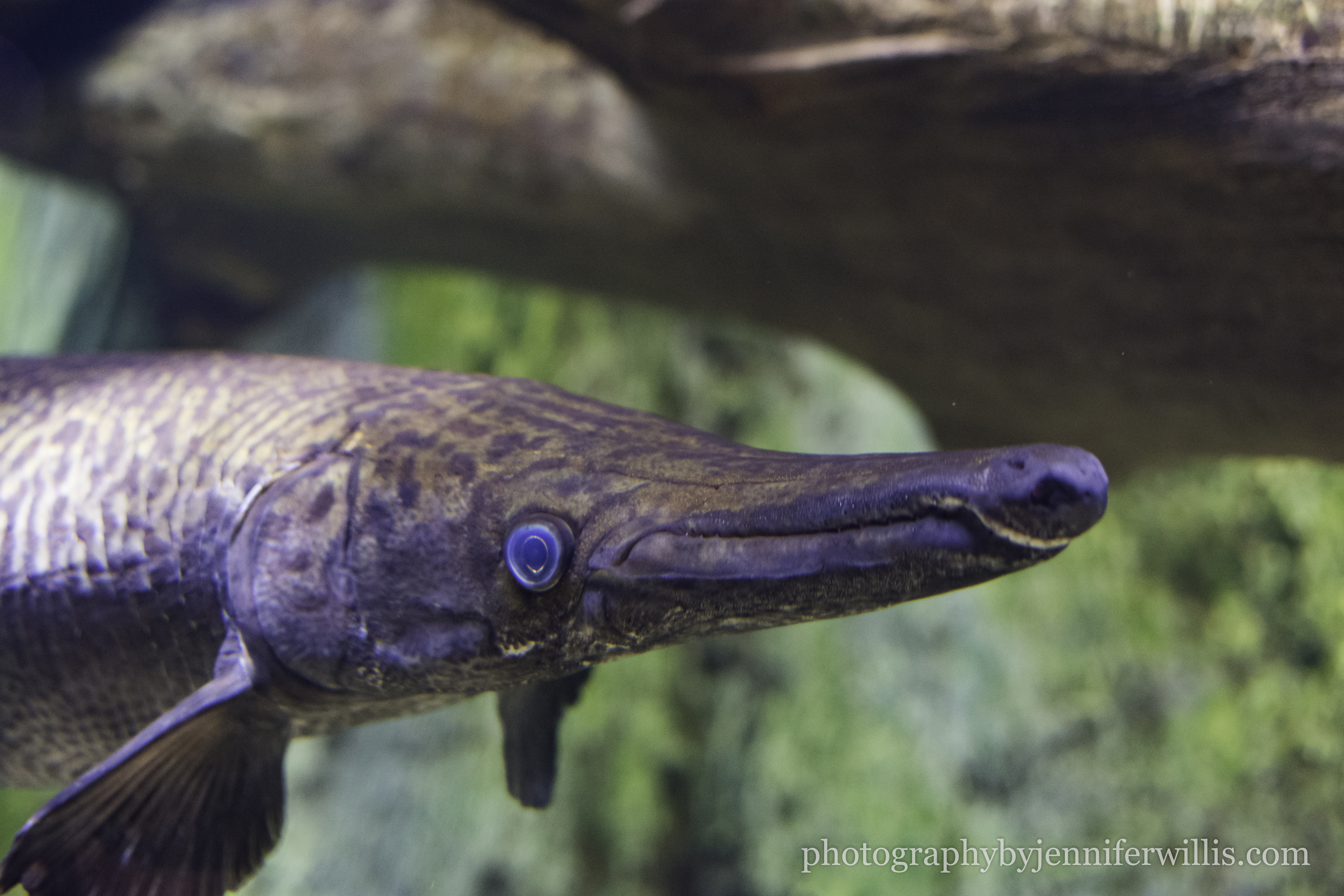 Tennessee Aquarium w Georgia WM-4