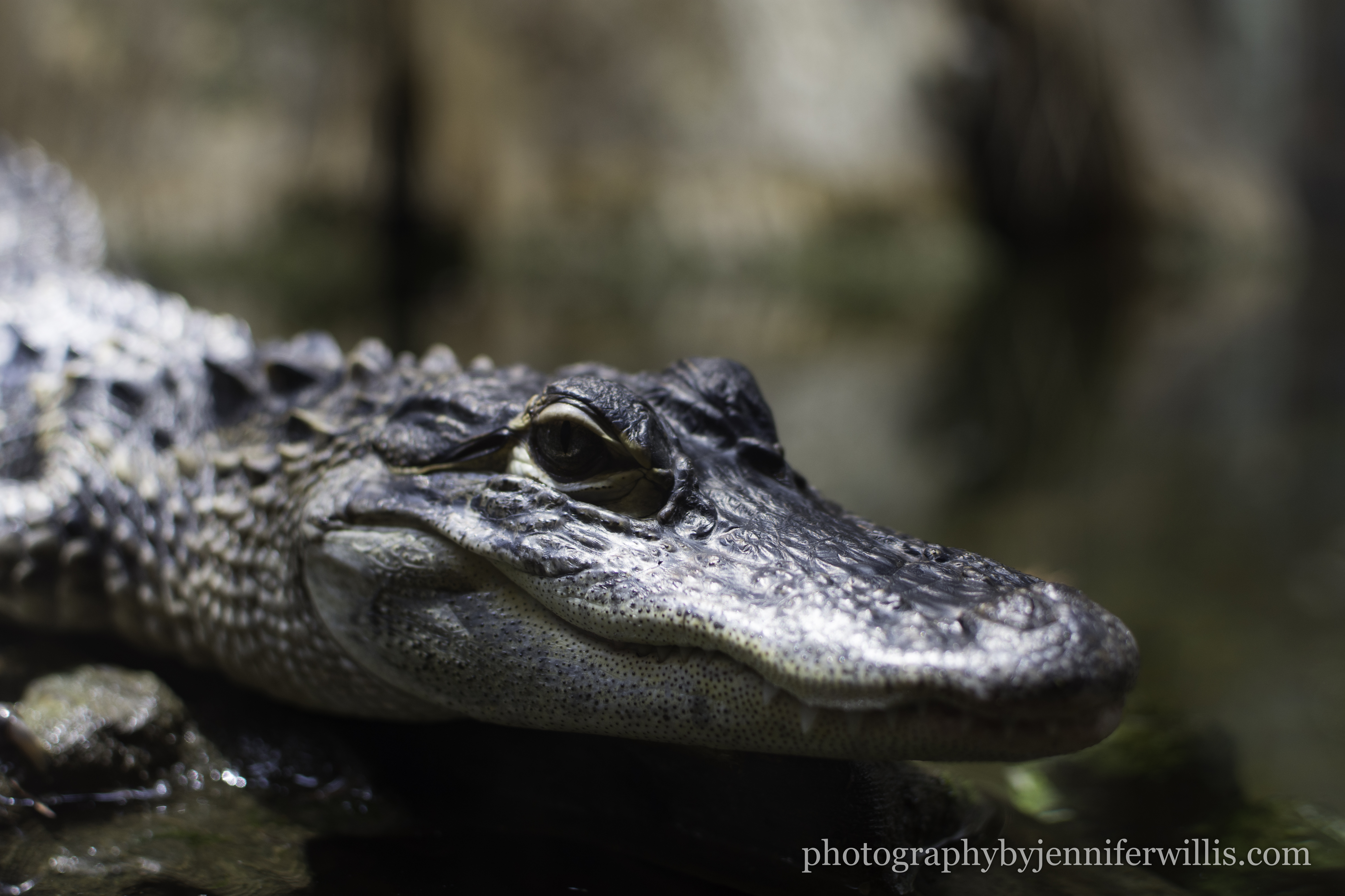 Tennessee Aquarium w Georgia WM-6