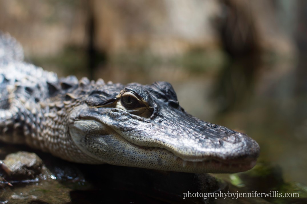 Tennessee Aquarium w Georgia WM-6