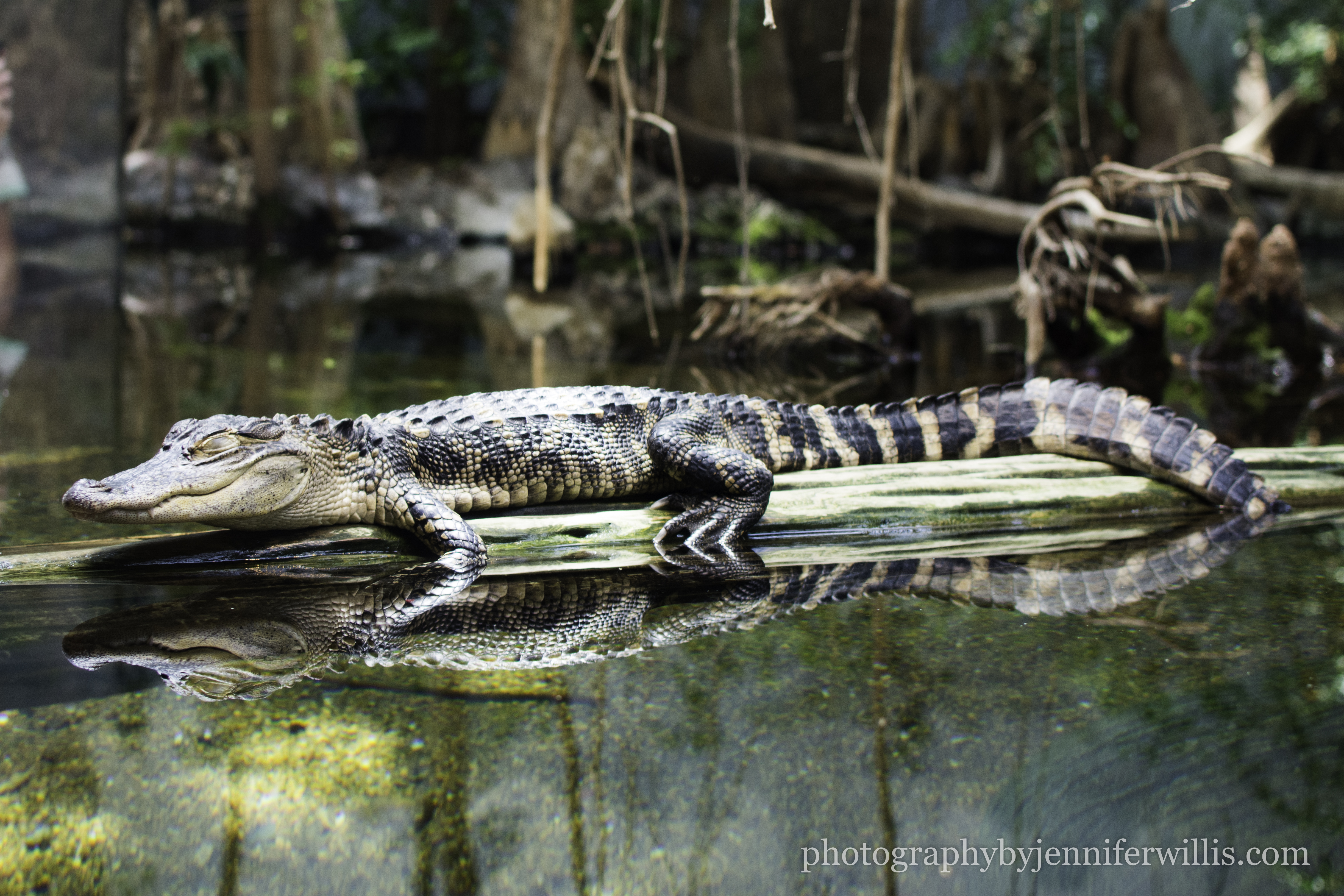 Tennessee Aquarium w Georgia WM-7
