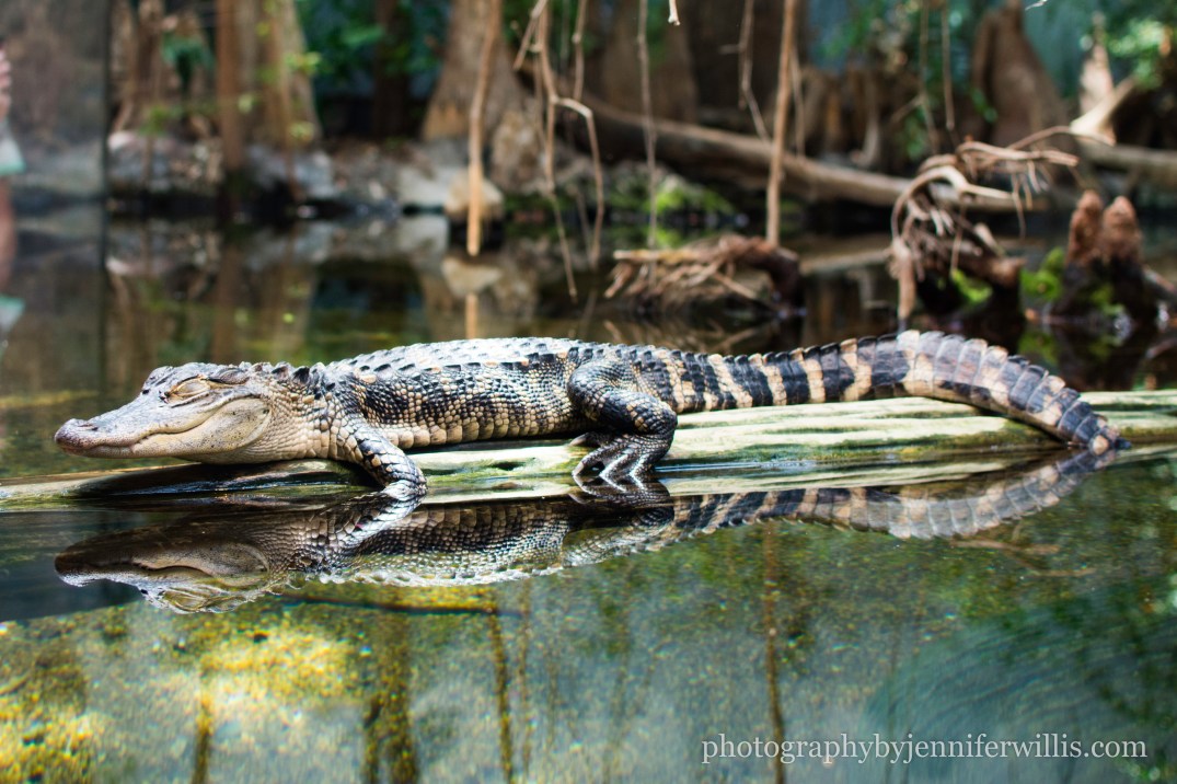 Tennessee Aquarium w Georgia WM-7