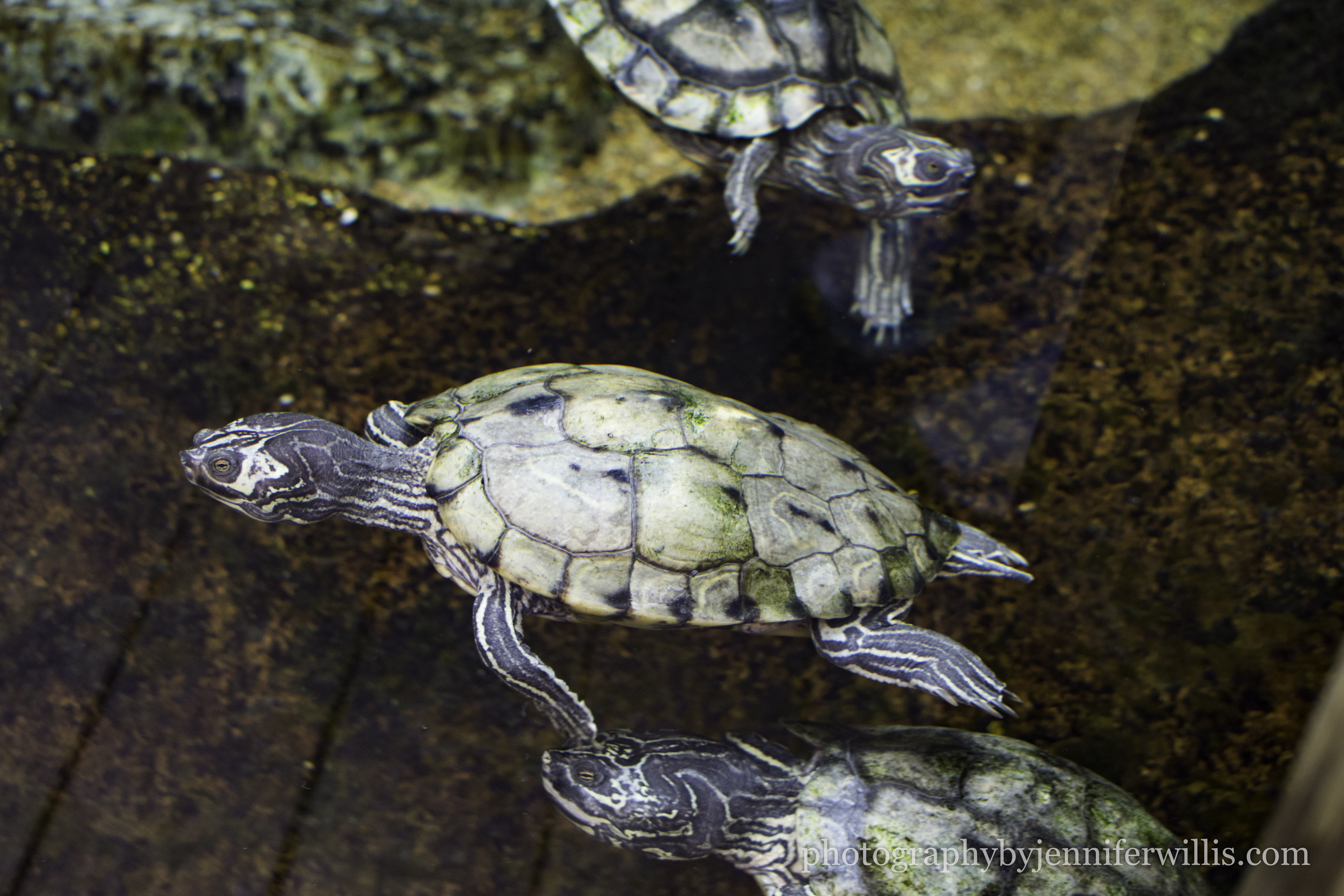 Tennessee Aquarium w Georgia WM-8