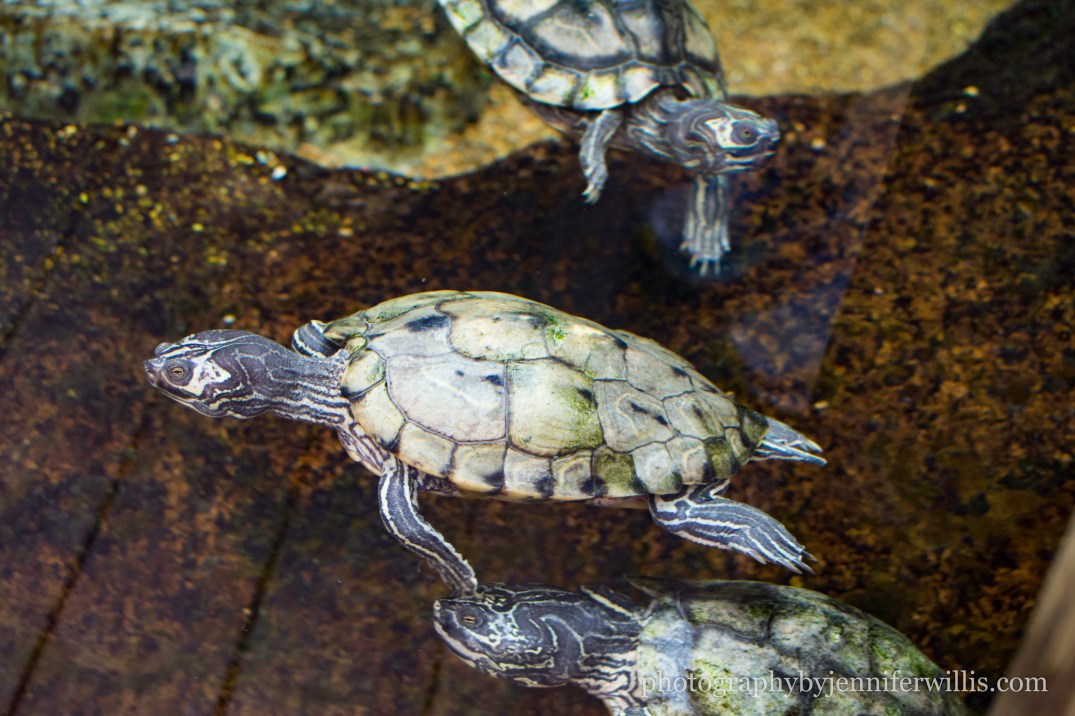 Tennessee Aquarium w Georgia WM-8