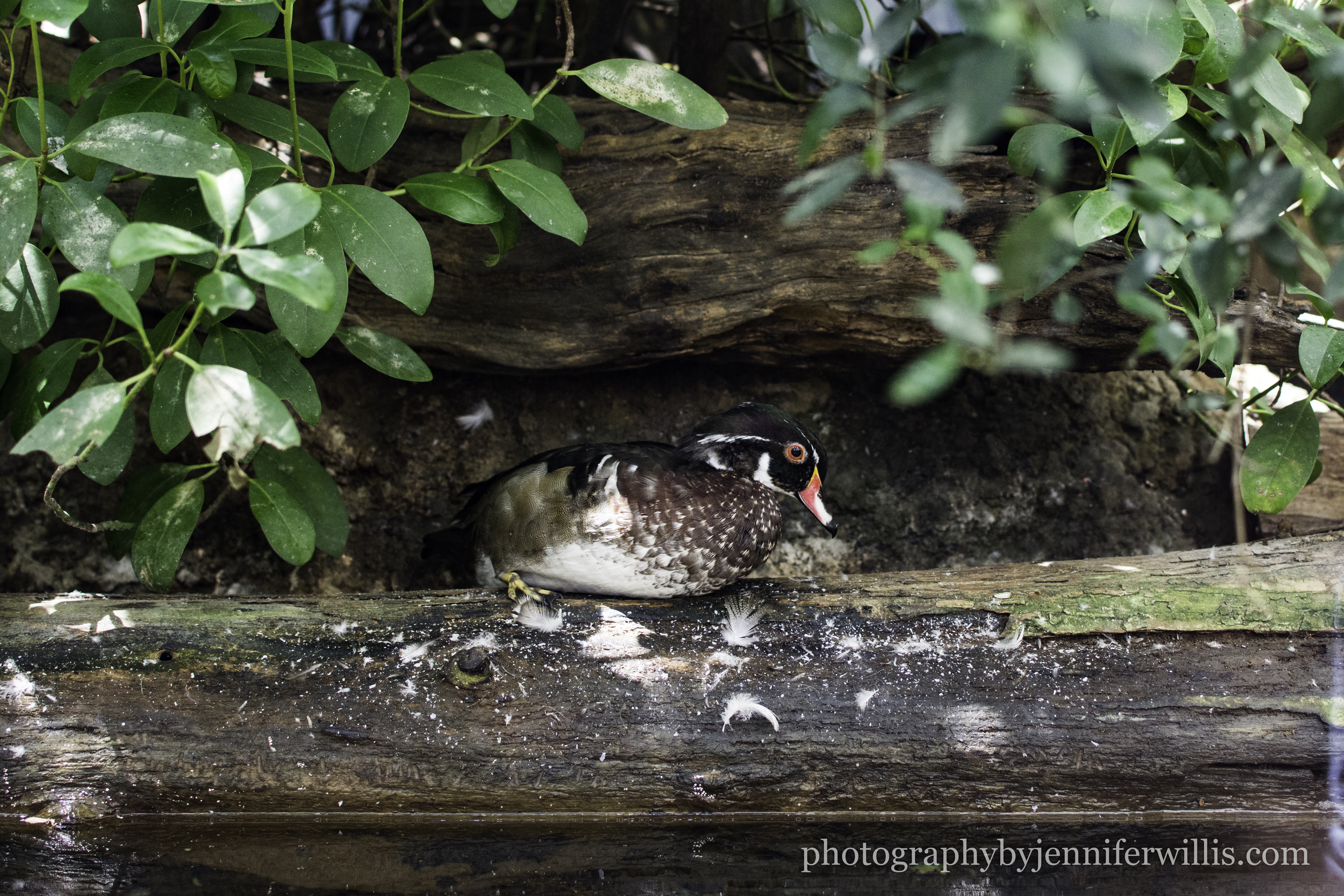 Tennessee Aquarium w Georgia WM-9
